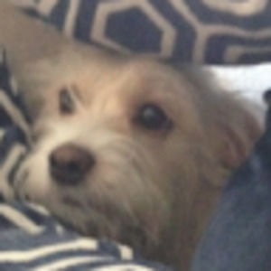 Meet your Posher, Ronan